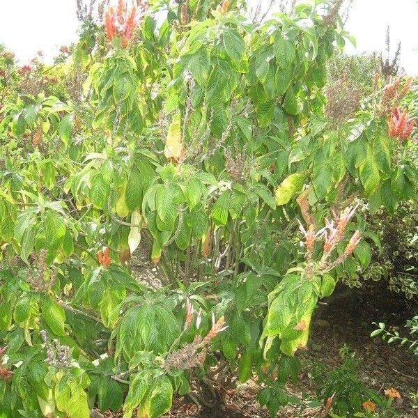 Aphelandra sinclairiana Elinympäristö