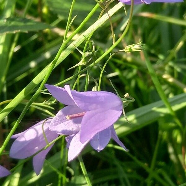 Campanula rotundifolia Floare