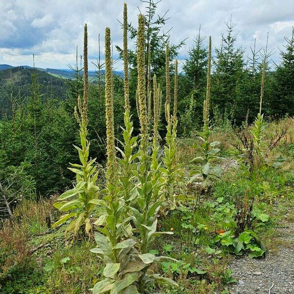 Verbascum thapsus Blatt