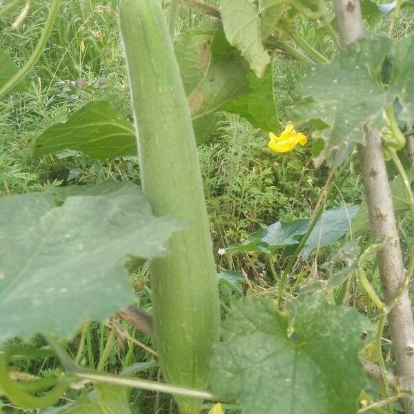 Luffa cylindrica Фрукт