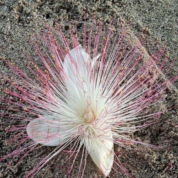 Barringtonia asiatica Кветка