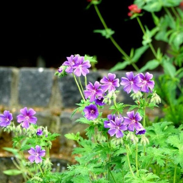 Geranium ibericum Flor