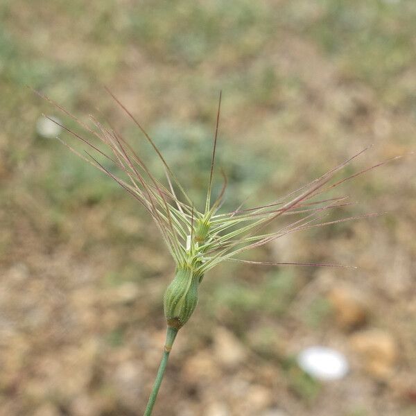 Aegilops neglecta Ovoce