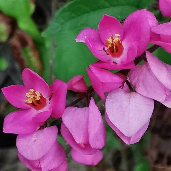 Antigonon leptopus പുഷ്പം