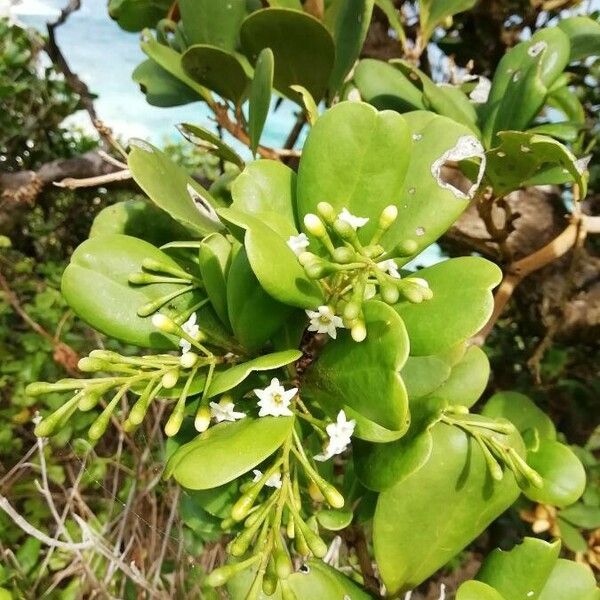 Lumnitzera racemosa Fleur