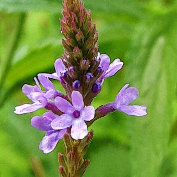 Verbena hastata Flower