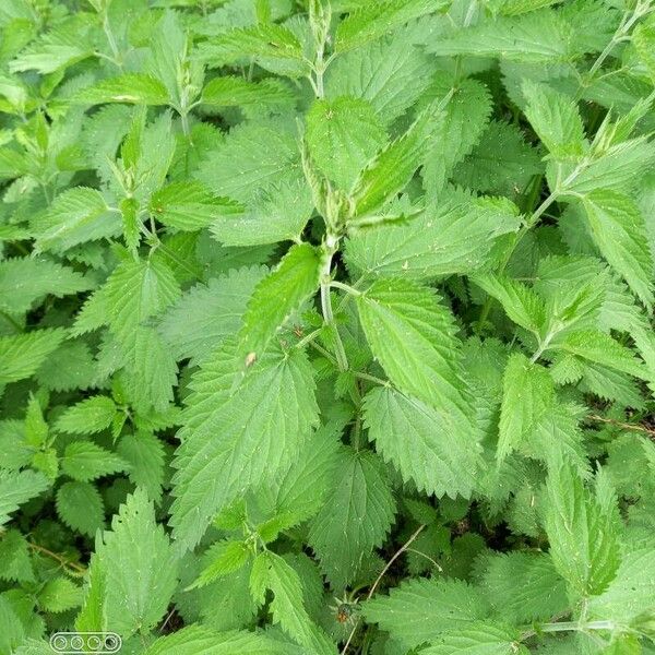 Urtica dioica Leaf