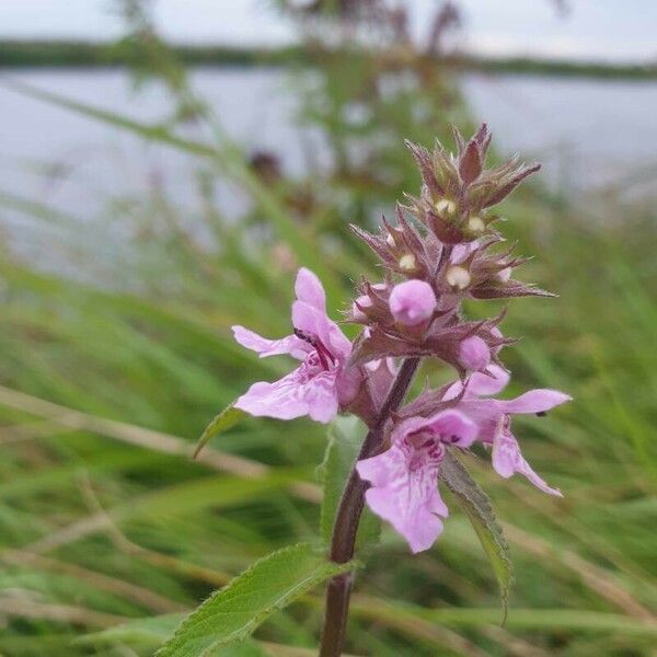 Stachys palustris Blomst