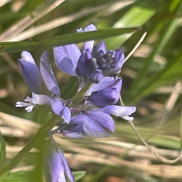 Polygala calcarea Flower