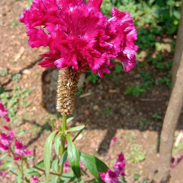 Celosia argentea Flower