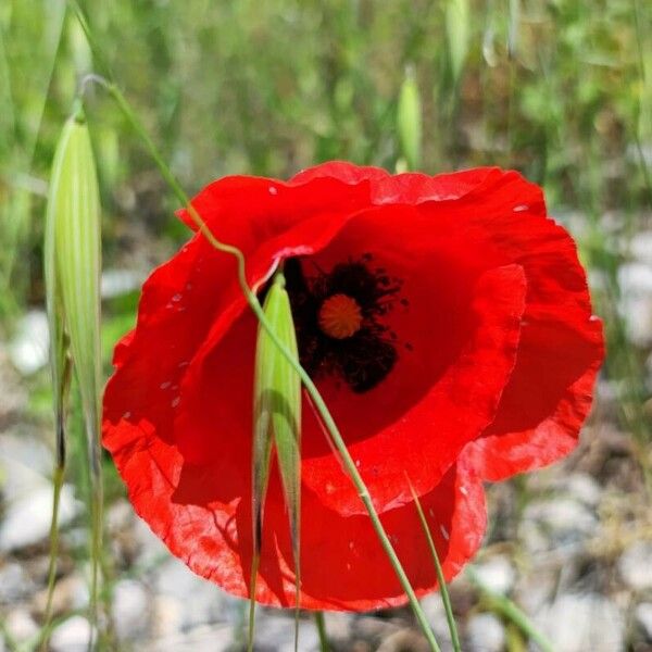 Papaver argemone Kukka