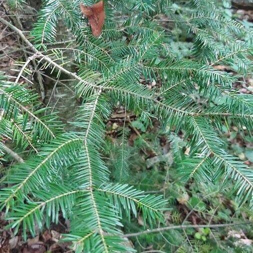 Abies balsamea ഇല