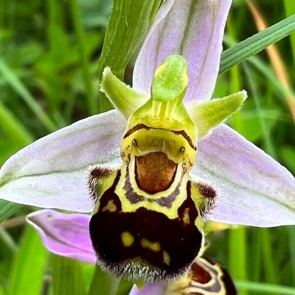 Ophrys apifera Flor