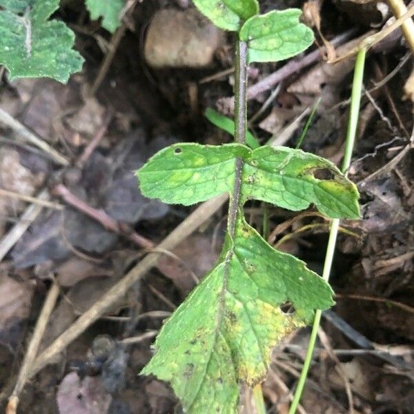 Diplotaxis muralis Hoja