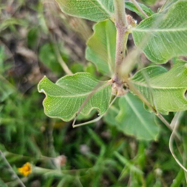 Asclepias viridiflora ഇല