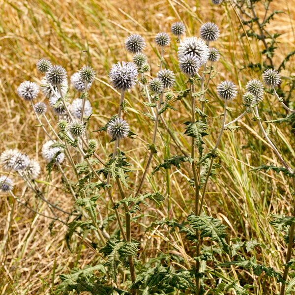 Echinops sphaerocephalus Облик