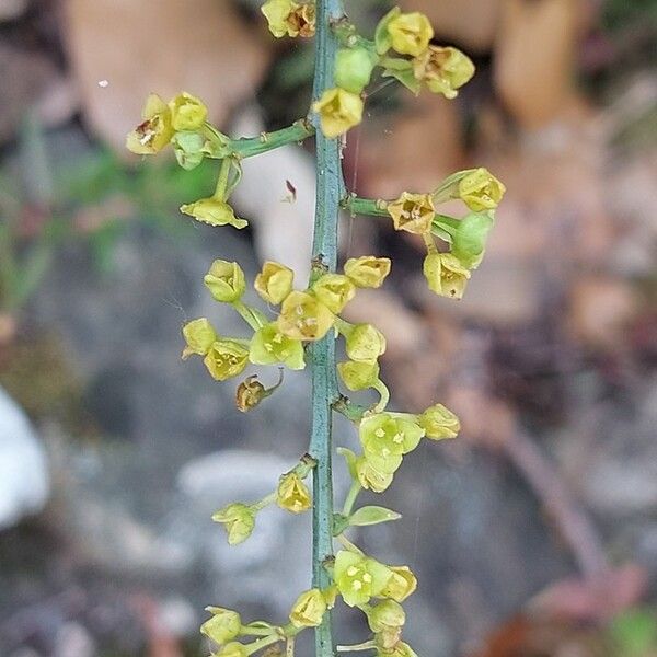 Osyris alba Flower