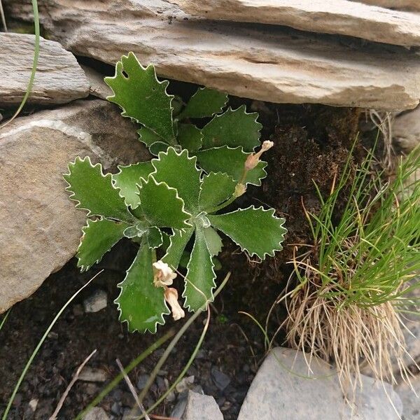 Primula marginata Leaf