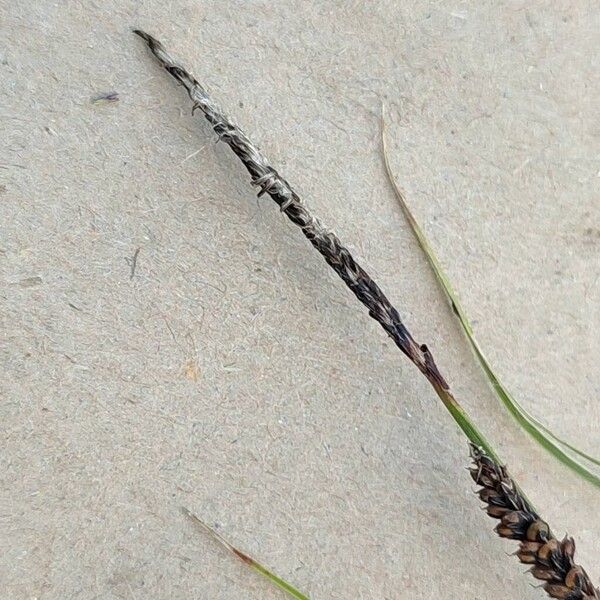 Carex flacca Flower