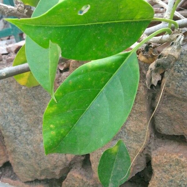 Solandra grandiflora 葉