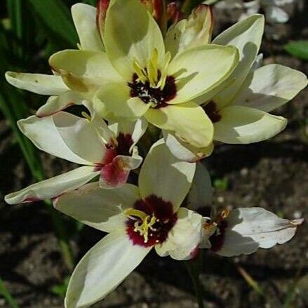 Ixia maculata Blomst