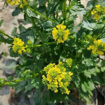 Barbarea vulgaris Λουλούδι