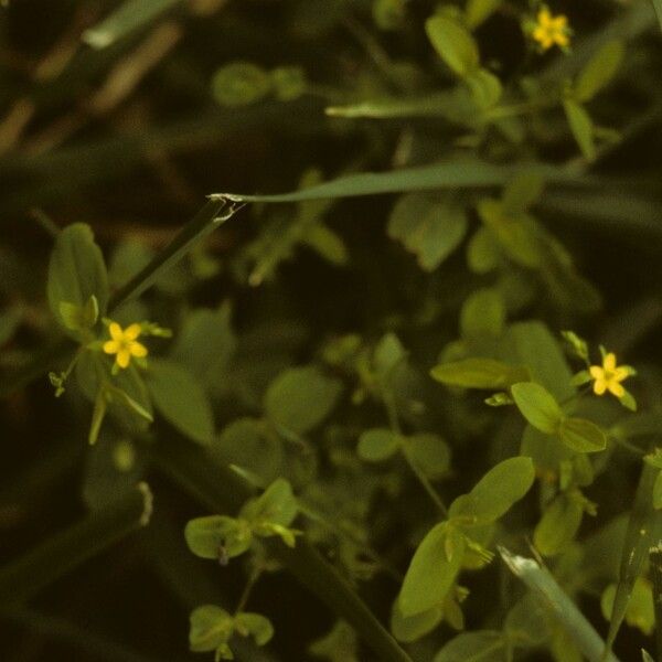 Hypericum mutilum Natur