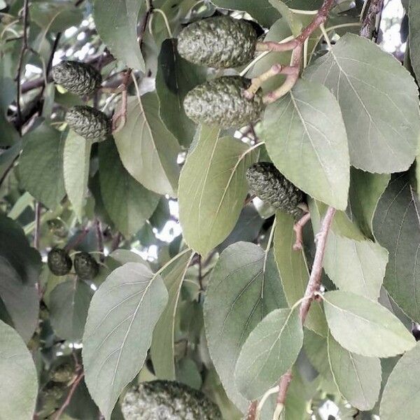 Alnus cordata ফল