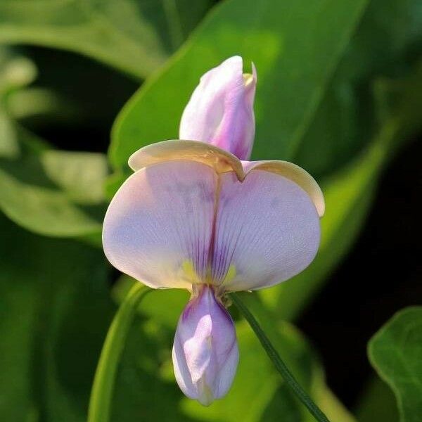 Vigna unguiculata Flor