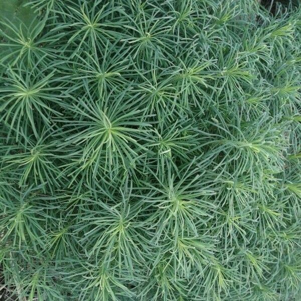 Euphorbia cyparissias Blad