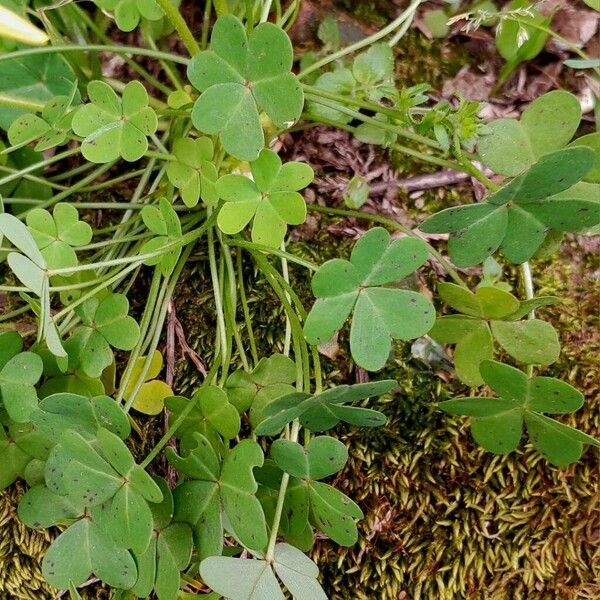 Oxalis pes-caprae Лист