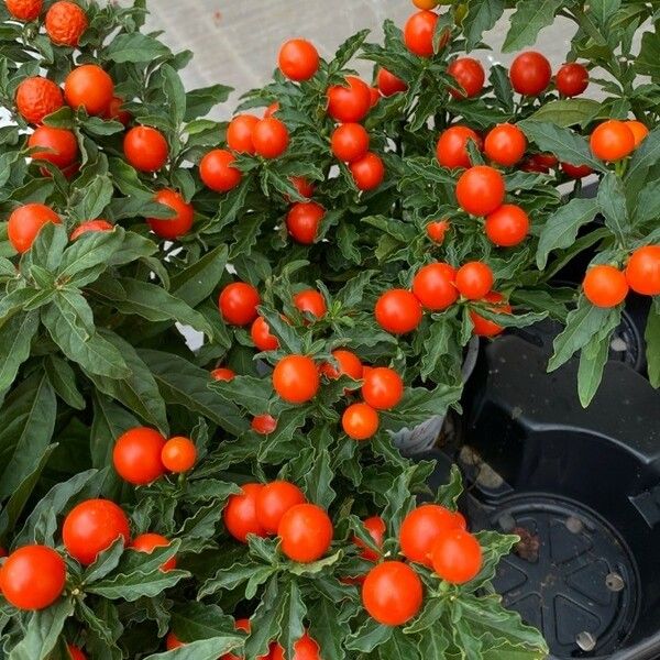 Solanum pseudocapsicum Vaisius