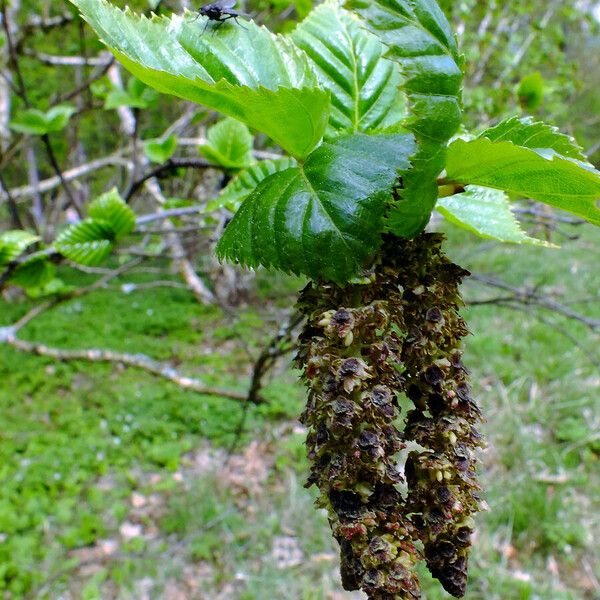 Betula ermanii Kvet