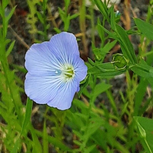 Linum bienne Kvet