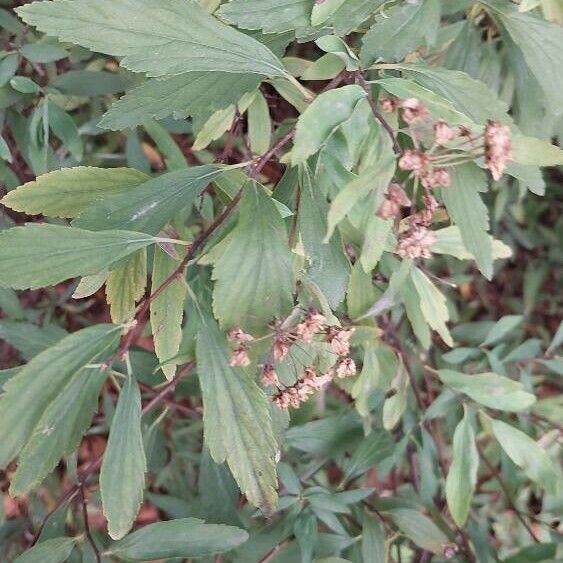 Spiraea cantoniensis Lapas