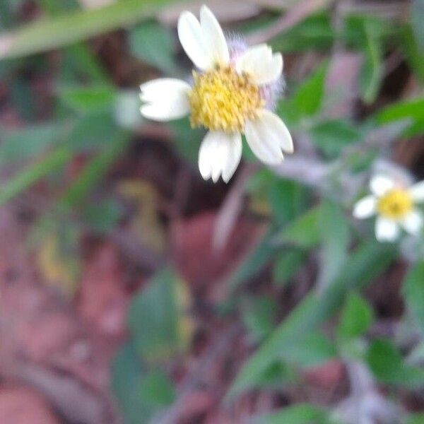 Tridax procumbens Цветок