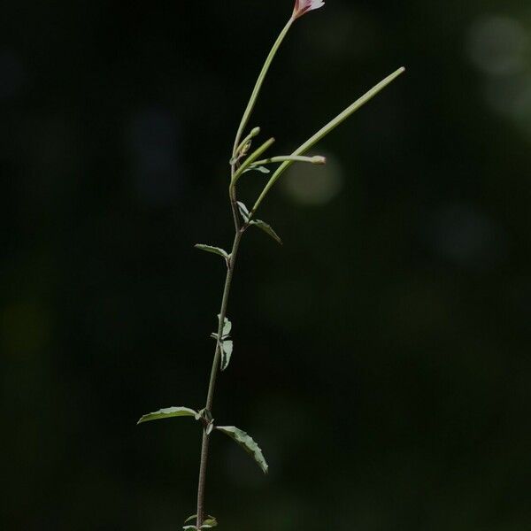 Epilobium lanceolatum Fleur