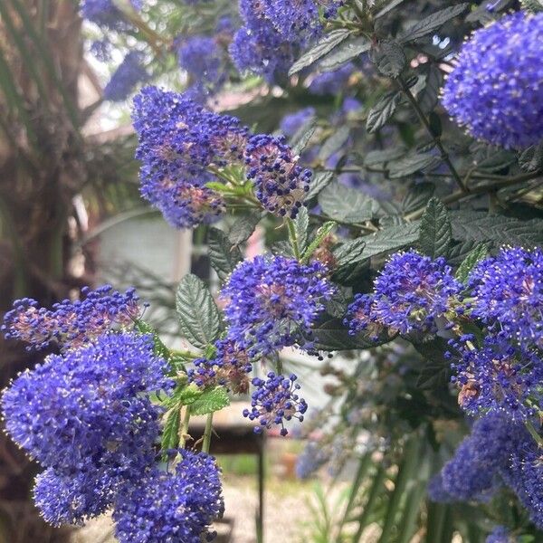 Ceanothus impressus ফুল