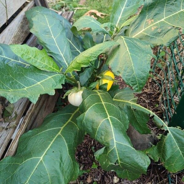 Solanum macrocarpon Folla