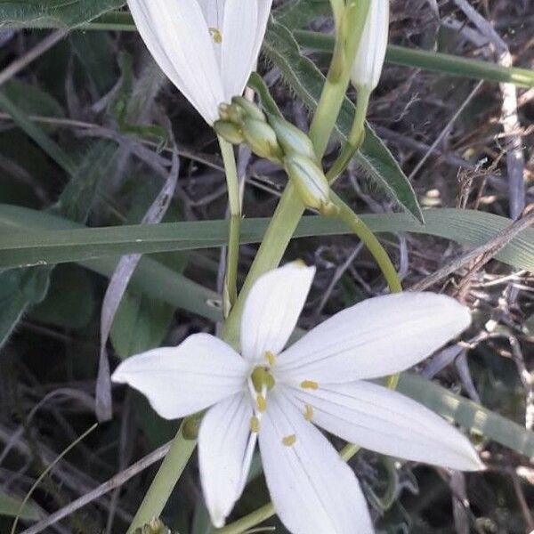 Anthericum liliago Квітка