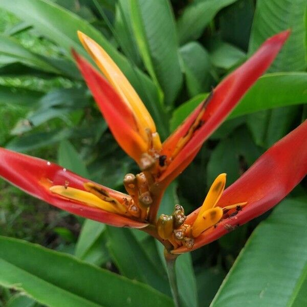 Heliconia psittacorum Flower