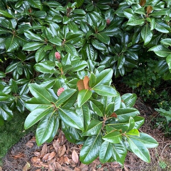 Magnolia grandiflora Folla