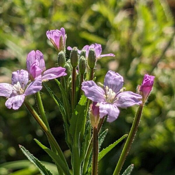 Epilobium parviflorum 整株植物