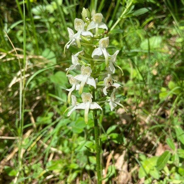 Platanthera bifolia Flower