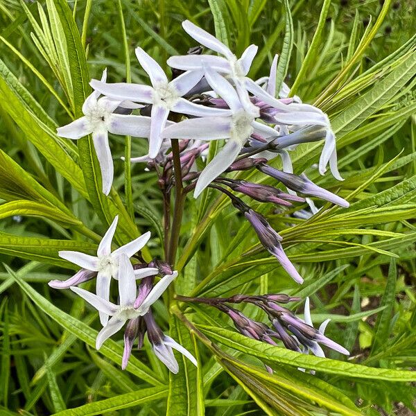 Amsonia ciliata Blomst