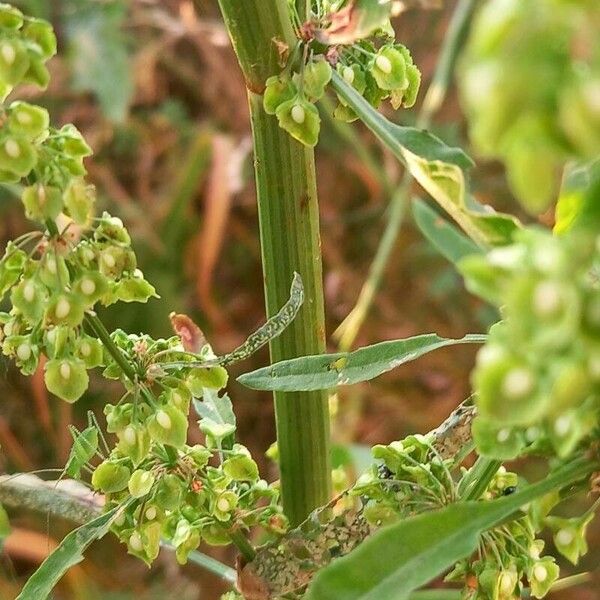 Rumex conglomeratus बार्क (छाल)