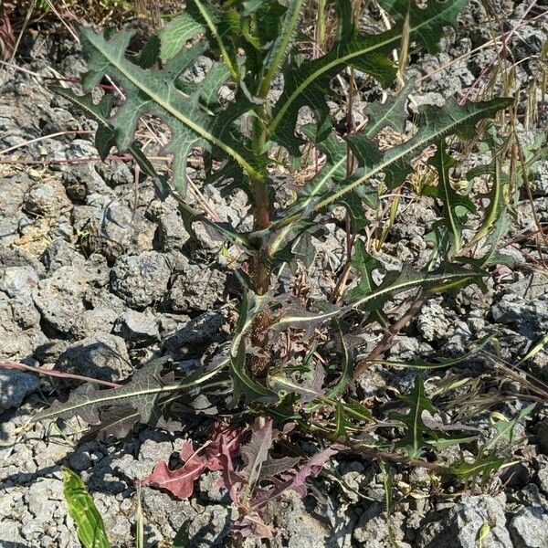 Lactuca saligna Levél