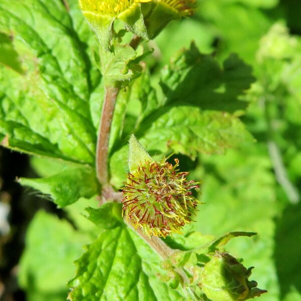 Geum macrophyllum ফুল