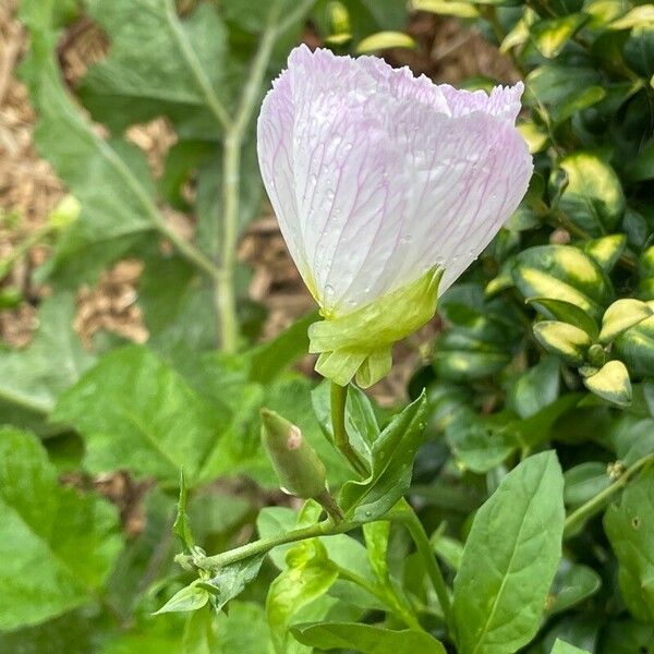 Oenothera speciosa Yaprak