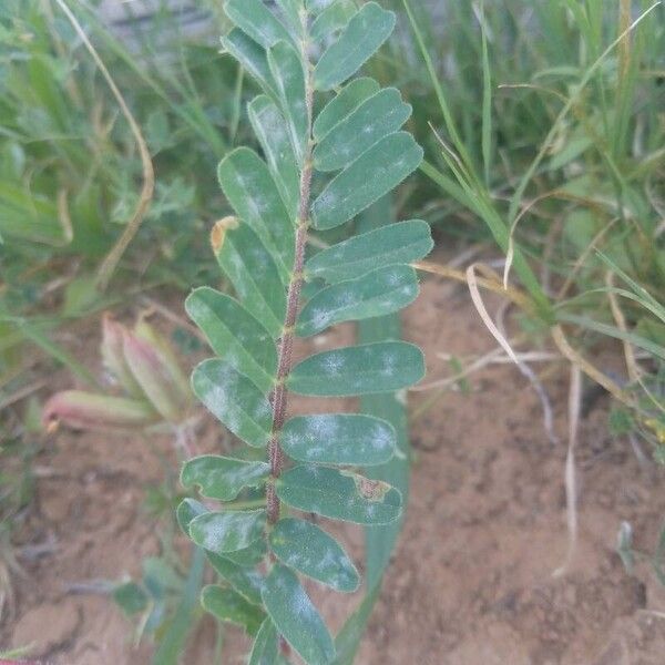 Astragalus boeticus 葉